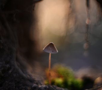 И в трухлявом пне сказка