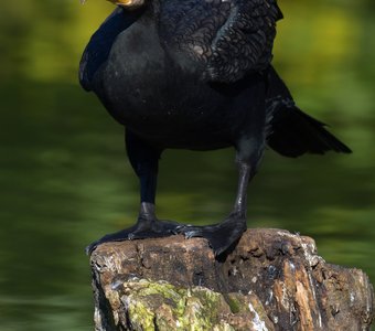 Заинтересованность