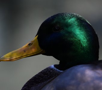 Селезень Куинджи