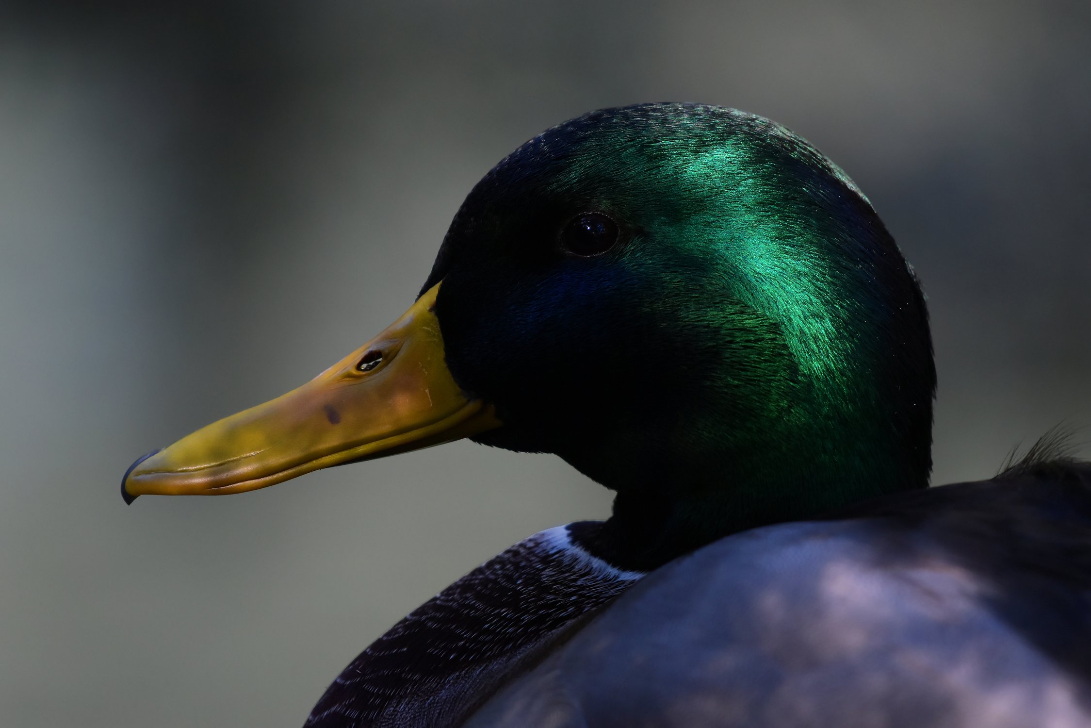 Селезень Куинджи