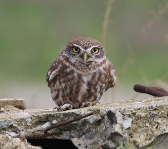 Сыч домовый