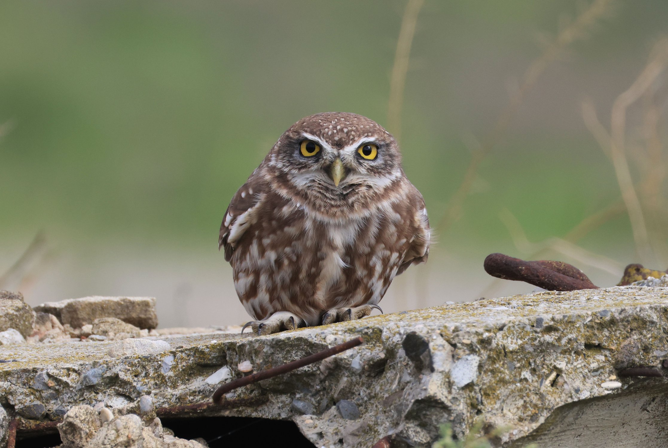 Сыч домовый