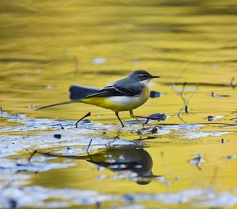 Осенний этюд