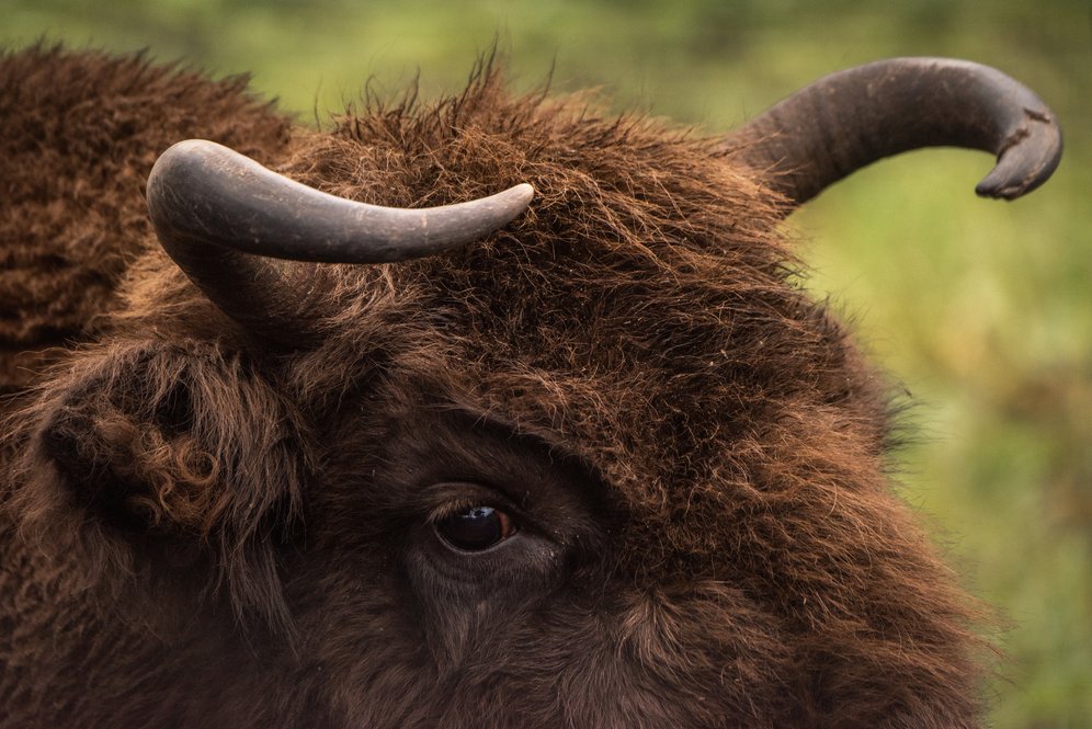 Новый дом для лесных гигантов: в России переселили 20 краснокнижных зубров