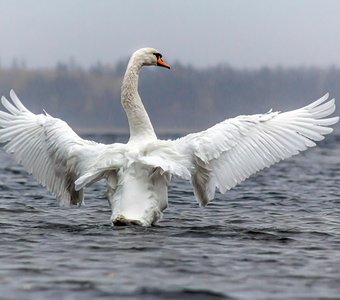 Царь-лебедь