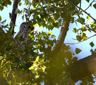 Высоко сижу, далеко гляжу