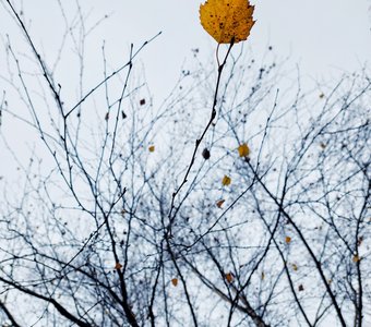 Последние краски осени