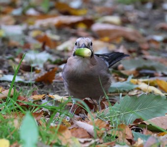 Сойка и жёлудь