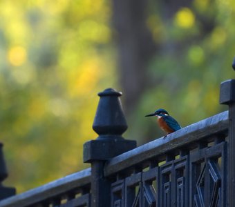 Птица счастья