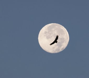 Полнолуние