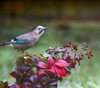 А просто осень пришла