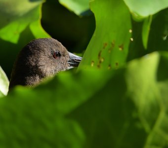 Раз, два, три, четыре, пять — я иду искать!