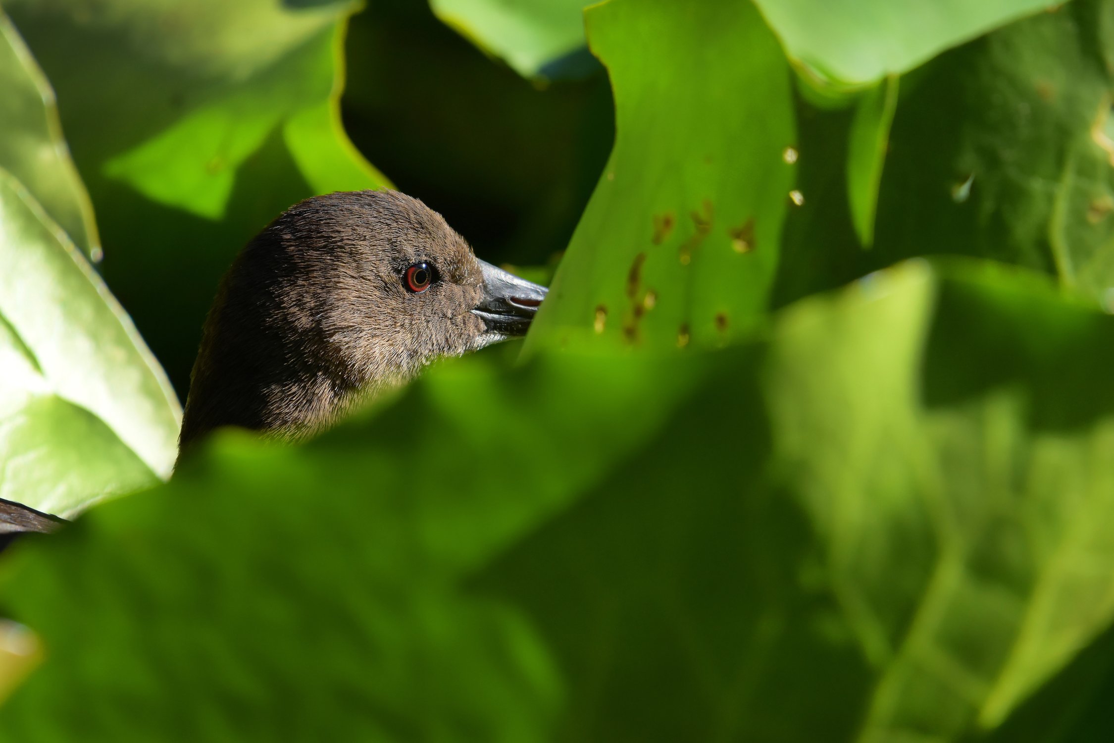Раз, два, три, четыре, пять — я иду искать!