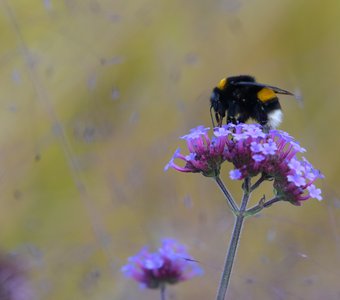 Осенний этюд