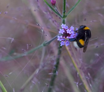 Сиреневый сон