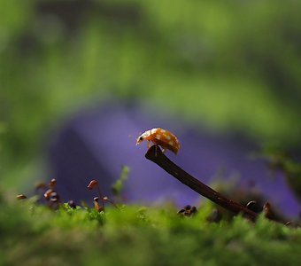 "Северное сияние" для Божьей коровки