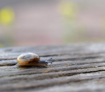 Плавный ход