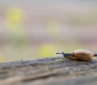 Крошка улитка