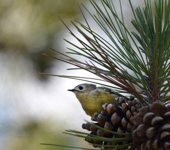 Ёлочная игрушка