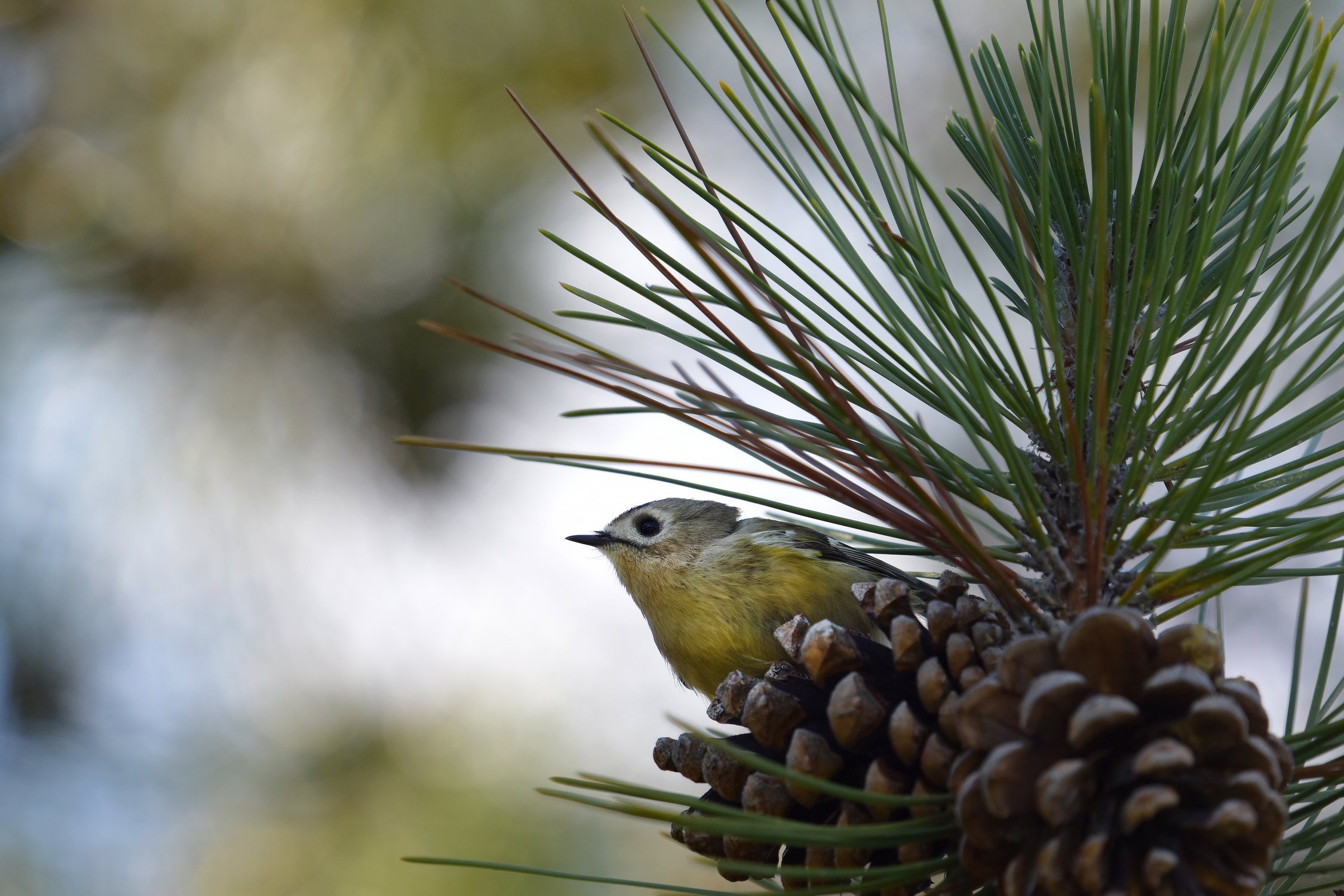 Ёлочная игрушка