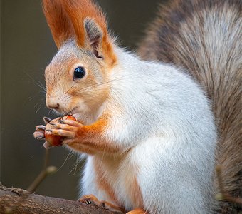 Белочка и орешек