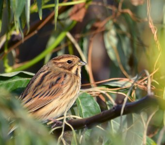 Овсянка, сэр!