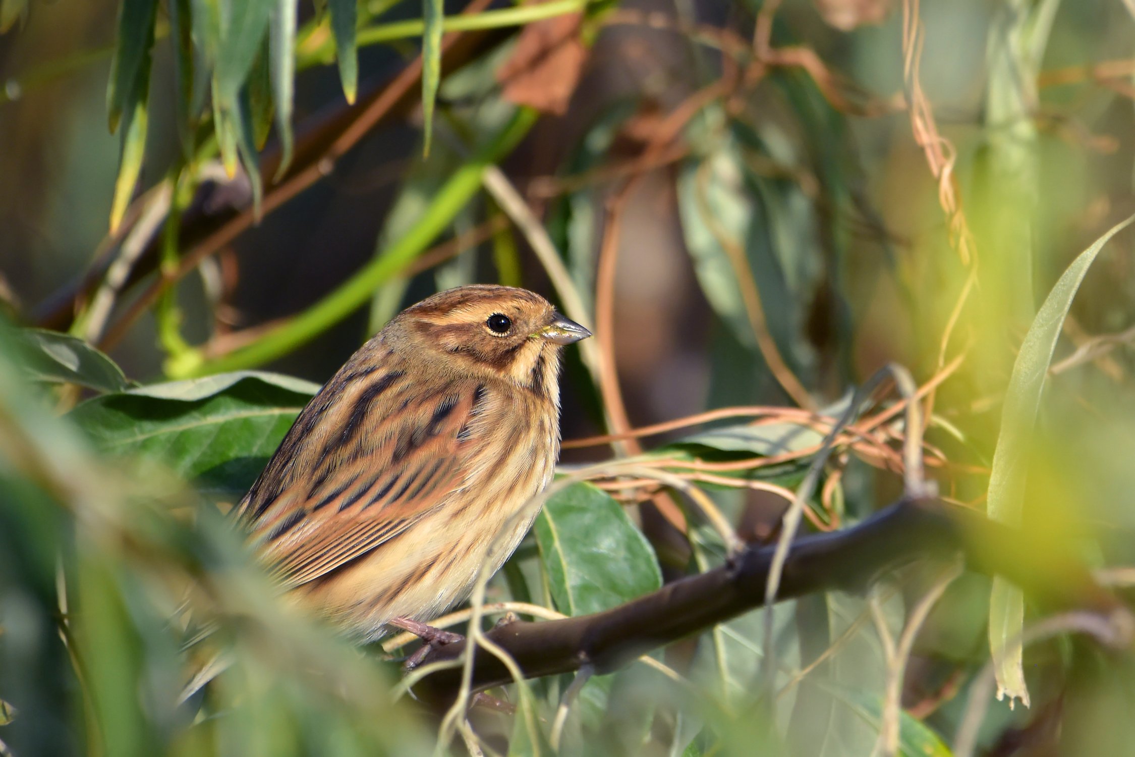 Овсянка, сэр!
