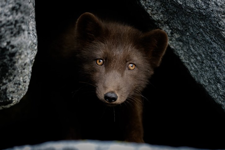 Фото: Илья Труханов / фонд «Природа и люди»
