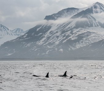 Косатки у мыса Кекурный