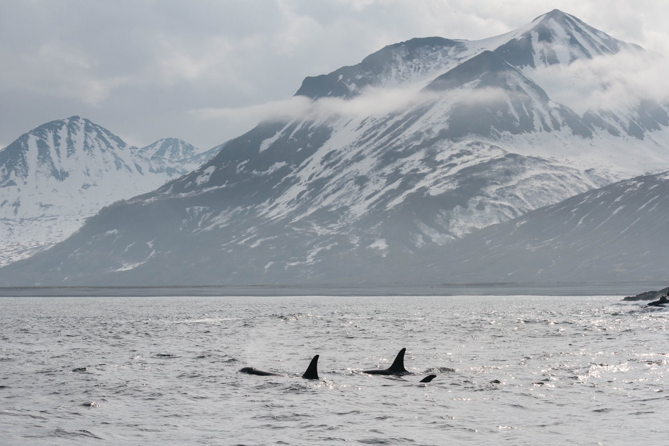 Косатки у мыса Кекурный