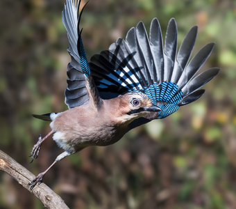 Обыкновенная сойка (Garrulus glandarius)