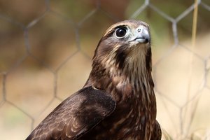 В Новой Зеландии сокол-каннибал стал птицей года