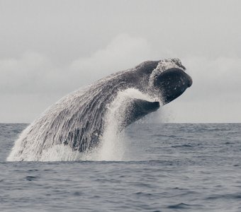 Гладкий кит