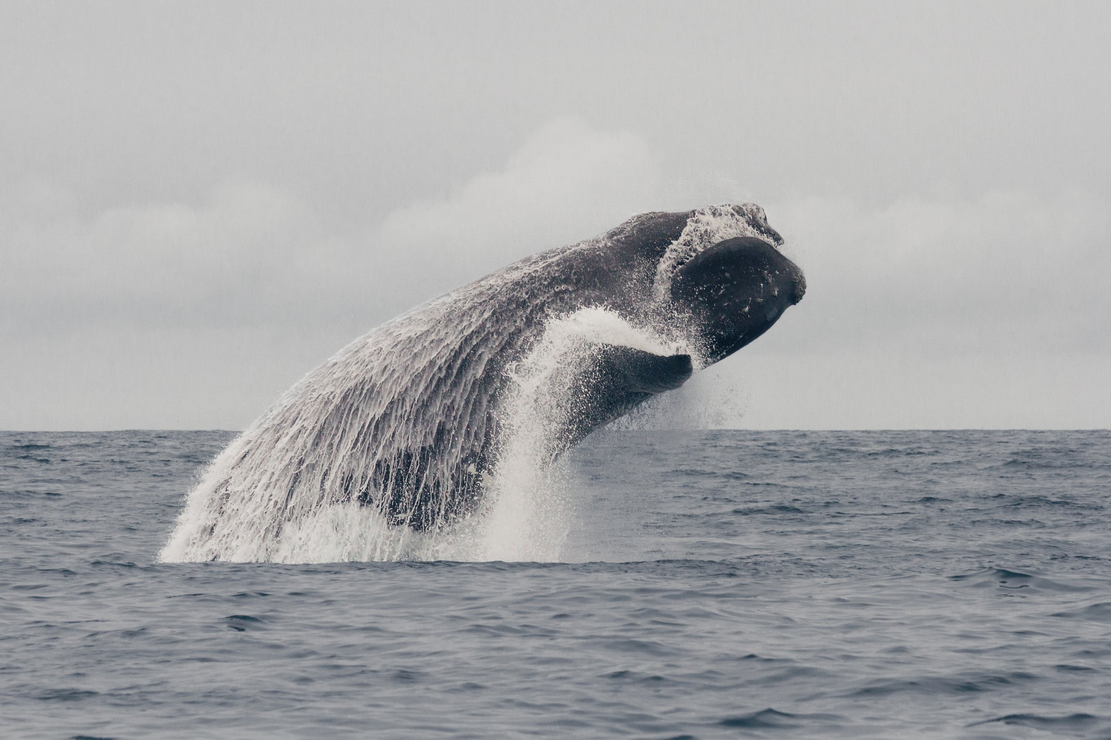 Гладкий кит