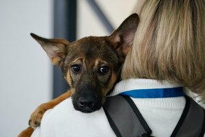 Голос для безгласных: как московский телеканал отмечает День защиты животных