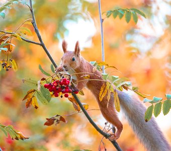 Любительница рябинки