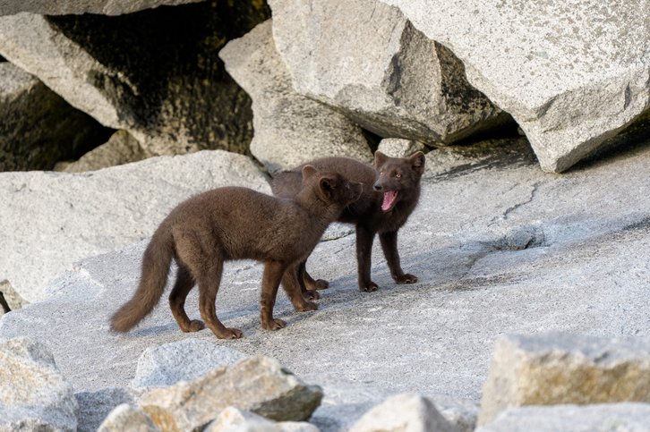 Фото: Илья Труханов / фонд «Природа и люди»