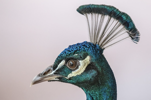 Американец пожарил двух павлинов из мести соседке