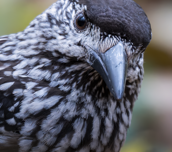 Кедровка (Nucifraga caryocatactes)