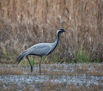 Красавец красавка