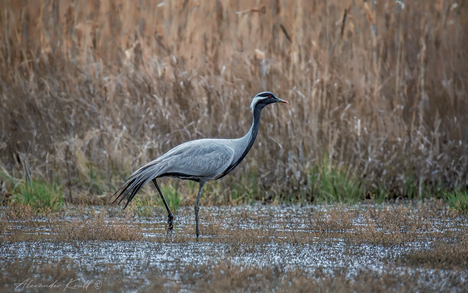 Красавец красавка
