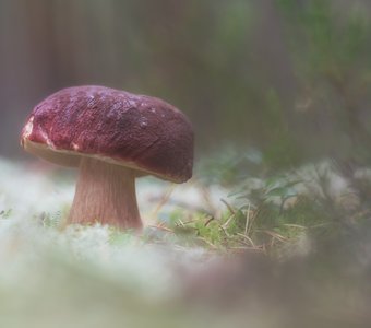 В сосновом бору