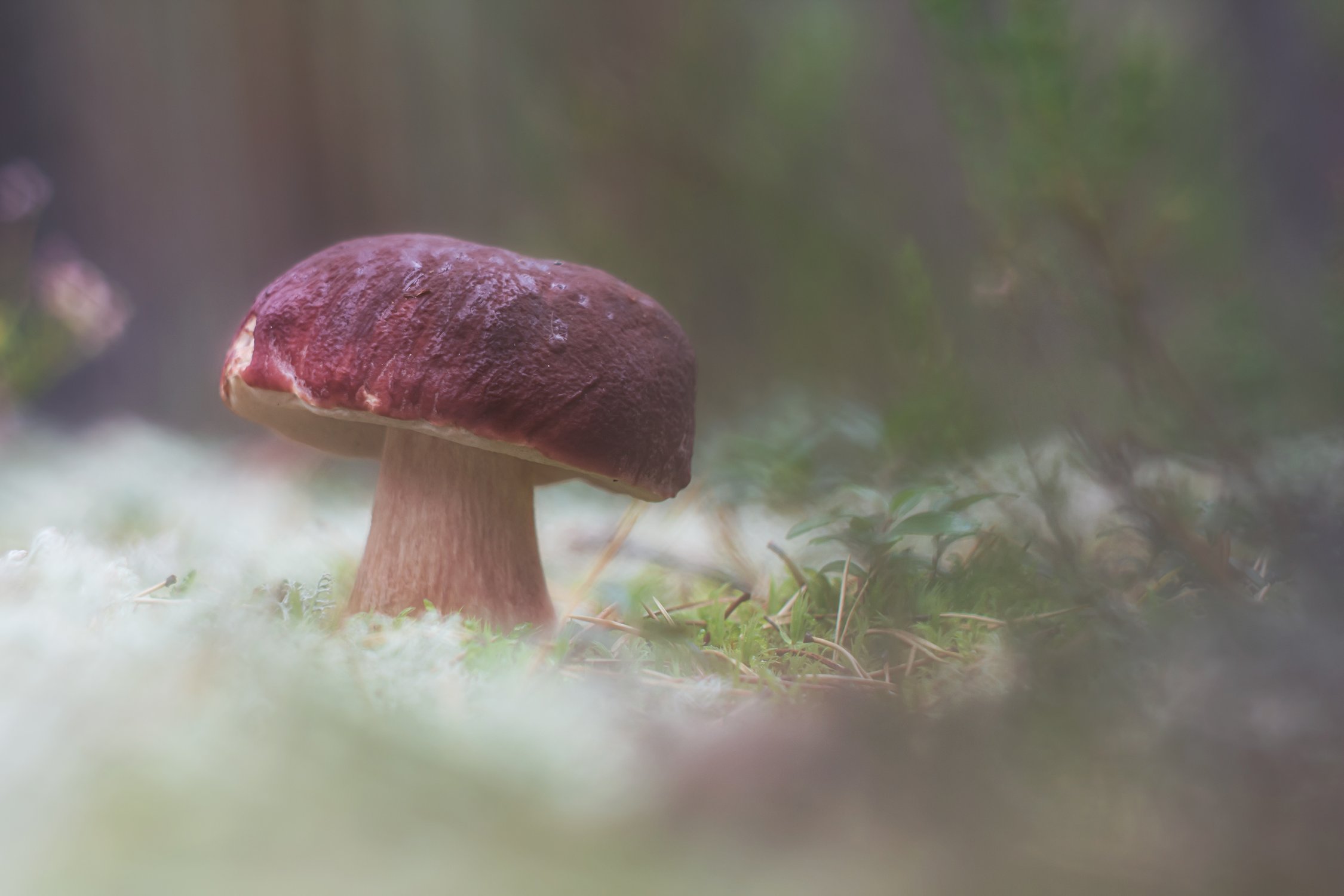 В сосновом бору