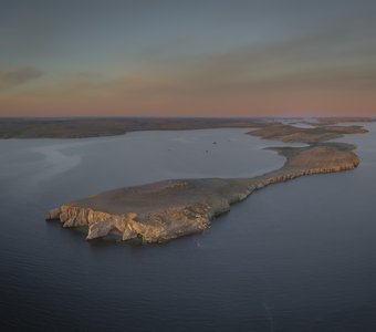 Кошачья лапка в море Баренца. Новая Земля