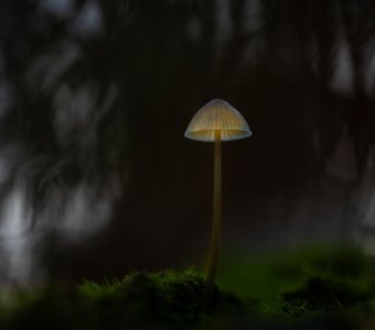 Очутился в сумрачном лесу