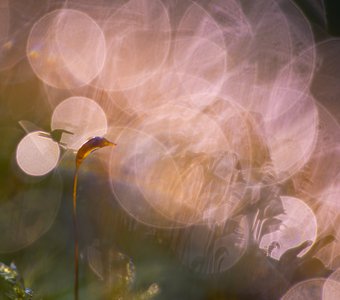 Лес, мох, роса