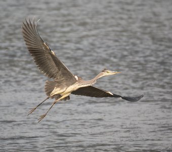 Серая цапля в полёте