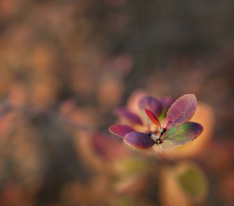 Осеннее панно