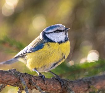 Обыкновенная лазоревка