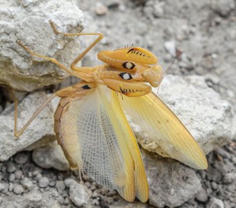Богомолиха пугает Дашеньку 😳